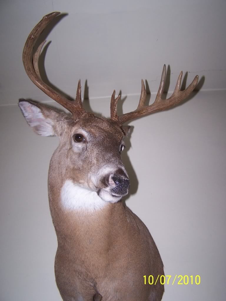 What are some good deer head mount poses?